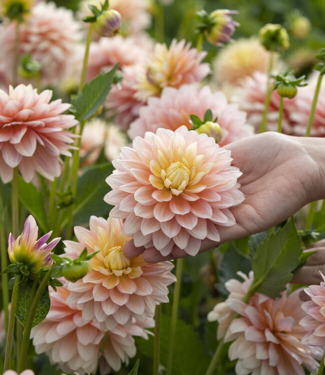 Dahlia Sheer Heaven
