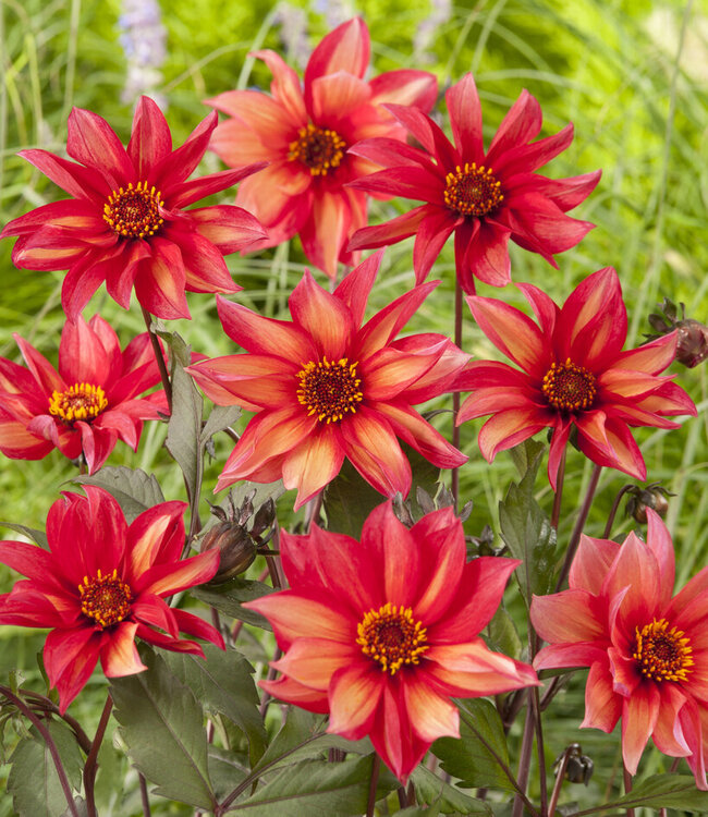 Dahlia Waltzing Mathilda