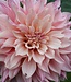 Dahlia Cafe au Lait Royal