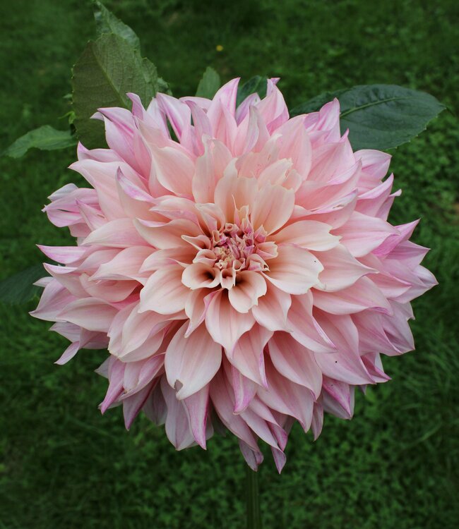 Dahlia Cafe au Lait Royal