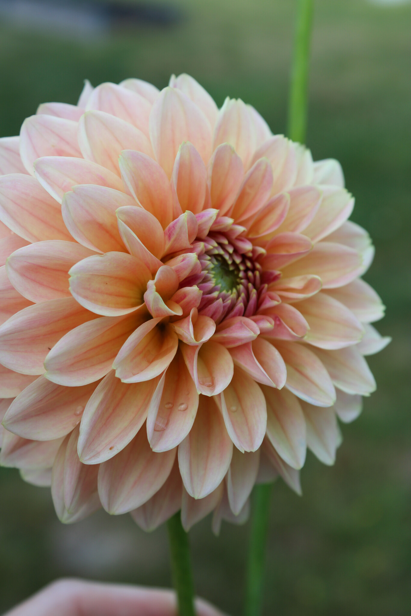 Dahlia Linda's Baby Dahlia Store Exclusive dahlia tubers