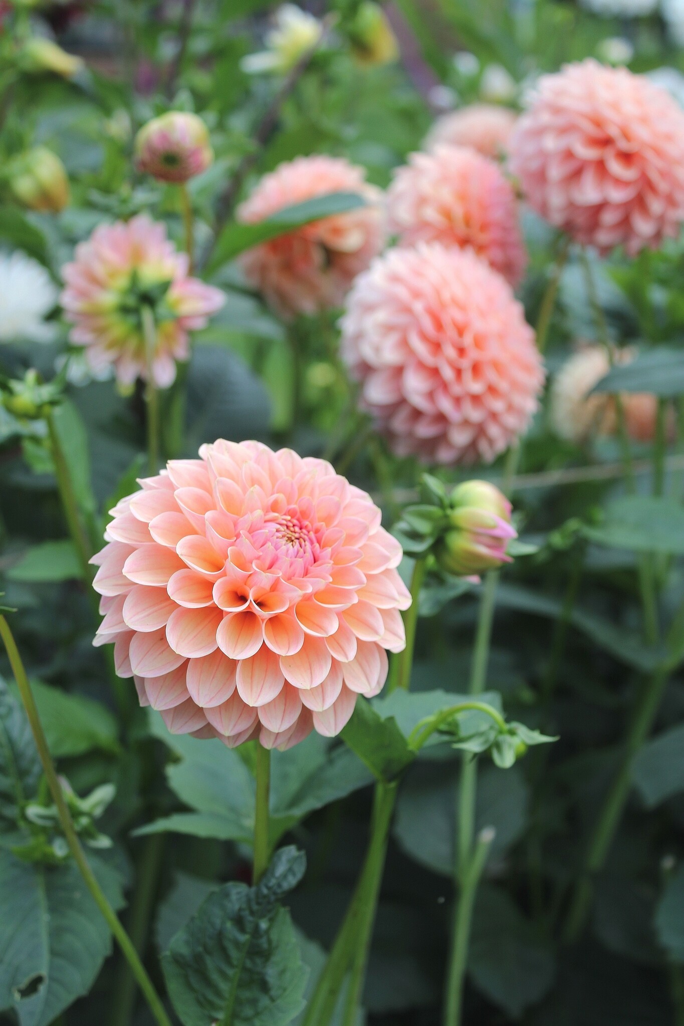 Dahlia Linda's Baby Dahlia Store Exclusive dahlia tubers