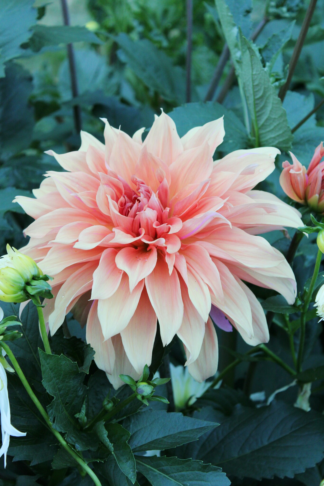 Dahlia Babylon Brons - Dahlia Store - Exclusive dahlia tubers