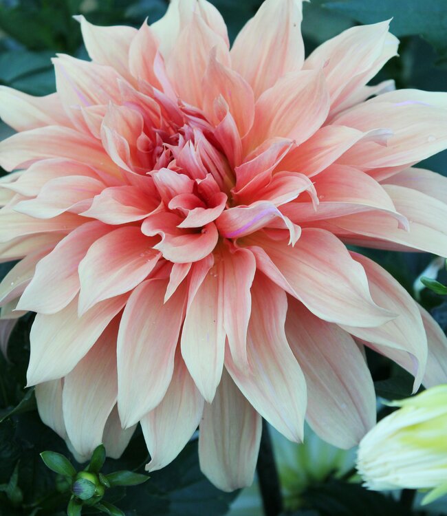 Dahlia Babylon Brons