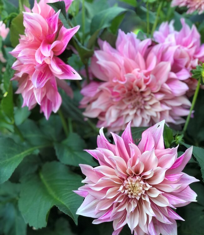 Dahlia Cafe Au Lait Royal Dahlia Store Exclusive Dahlia Tubers 