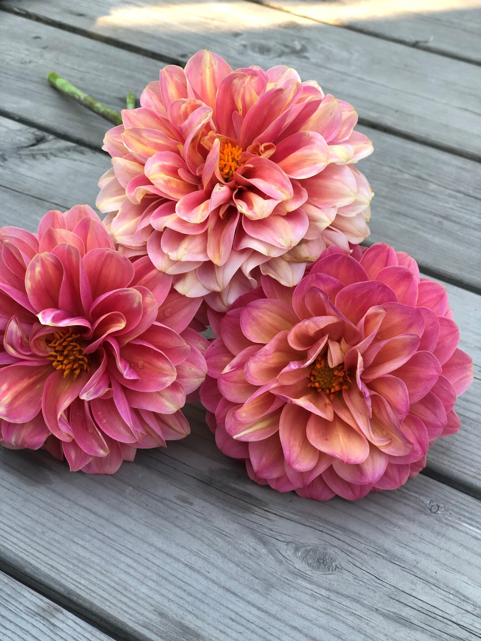 Dahlia Milena Fleur - prachtige kleurencombinatie! - Dahlia Store