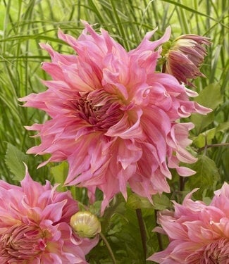 XXL Dahlias