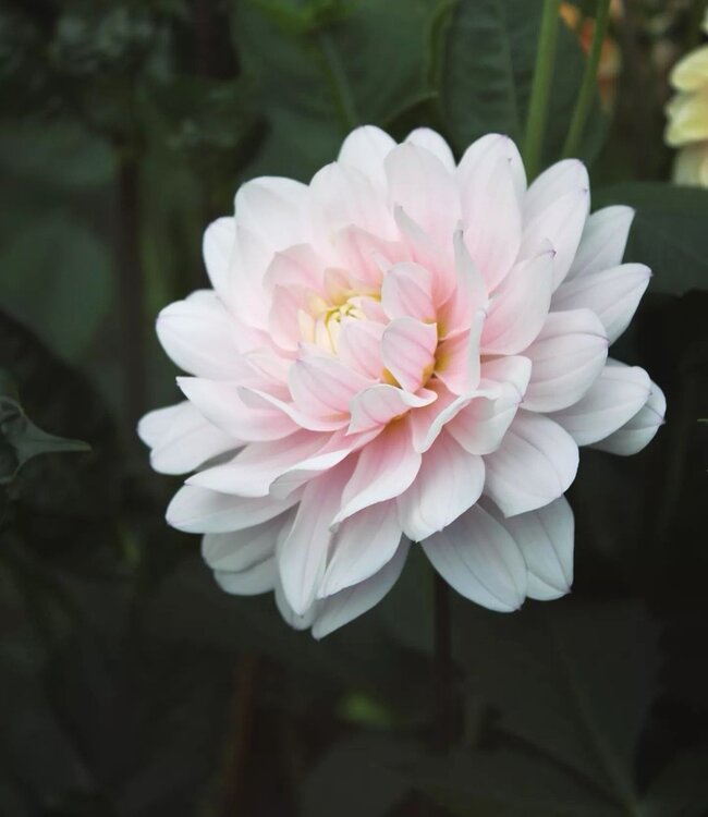 Dahlia Silver Years