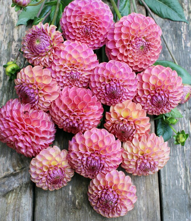 Dahlia Caitlin's Joy