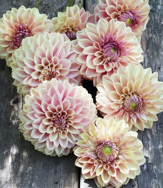 Dahlia Dusty Beauty Dahlia Dusty Beauty