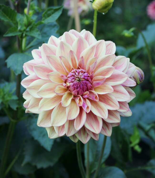 Dahlia Dusty Beauty