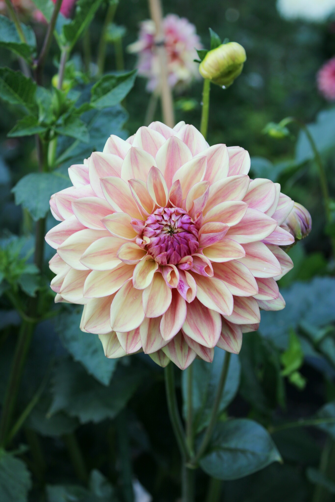 Dahlia Dusty Beauty - Dahlia Store - Exclusive dahlia tubers