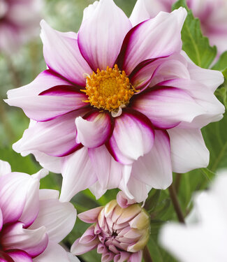 Dahlie Edge of Joy