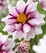 Dahlie Edge of Joy