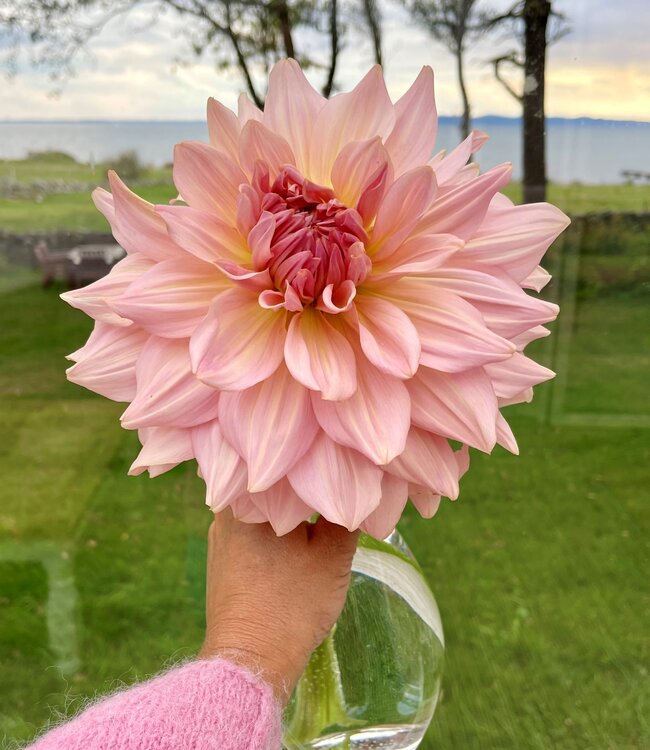 Dahlia Fairway Pilot