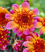 Dahlia Floorinoor