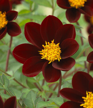 Dahlia Mexican Star