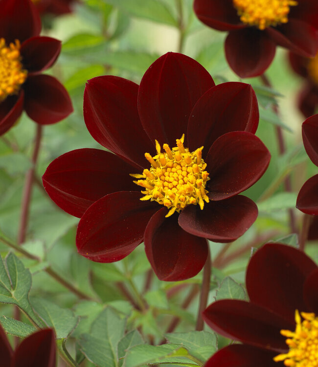 Dahlia Mexican Star