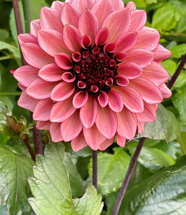 Dahlia Night Silence Dahlia Store Exclusive Dahlia Tubers