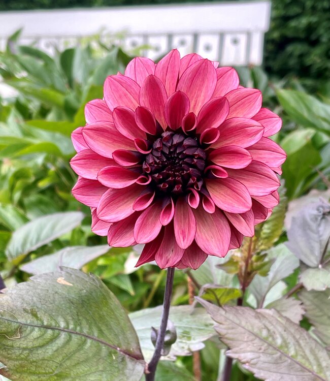 Dahlia Night Silence