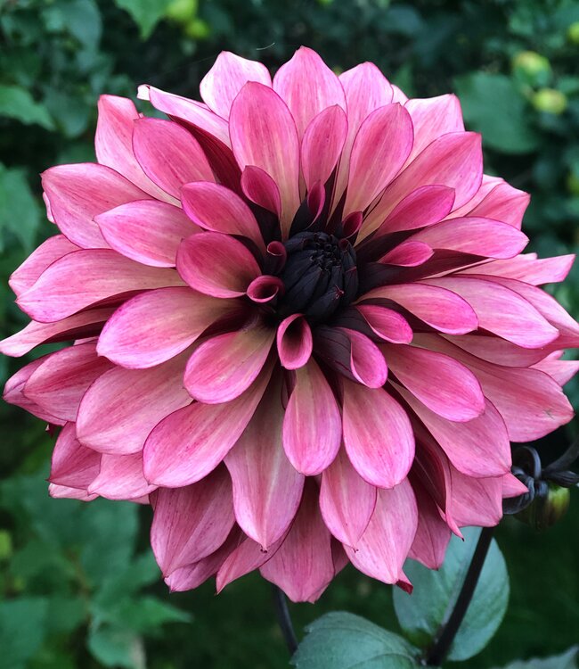Dahlia Night Silence Dahlia Store Exclusive Dahlia Tubers