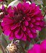Dahlia Purple Flame