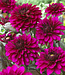 Dahlia Purple Flame