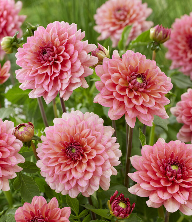 Dahlia Salmon Runner