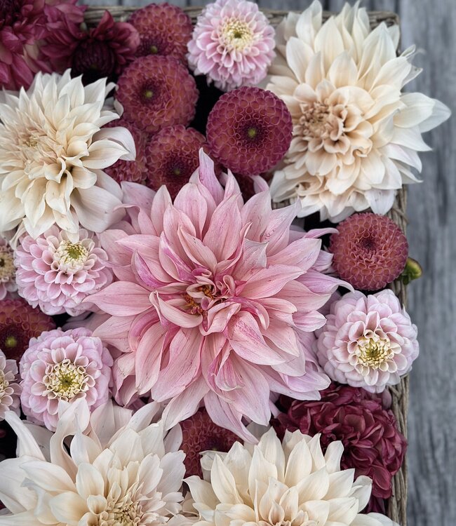 Michaela's Inspiration