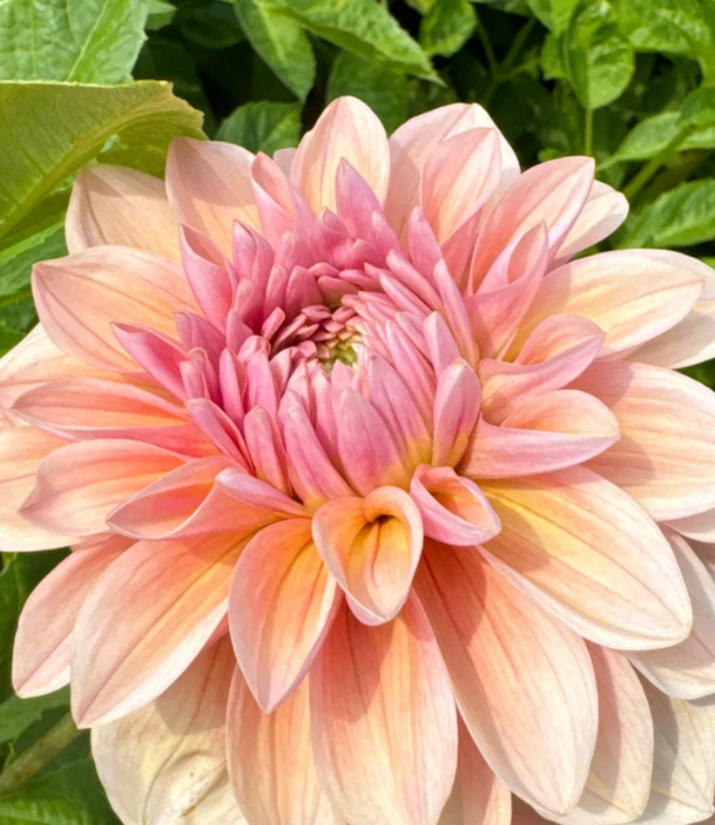 Dahlia Sturm Sweet Maria