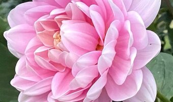 stina × familiar Dahlia Ballet Charm dahlia-brackenridge-