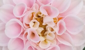 10 Bulbes De Dahlia Résistants Au Froid – Pour Jardin, Balcon – Faciles à Planter - 10