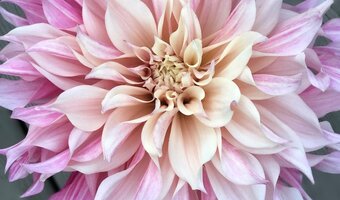HGJKYTFCDG - Hosta Résistant à L'hiver - Véritables Dahlias à Rhizome
