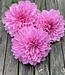 Dahlia Lavender Perfection