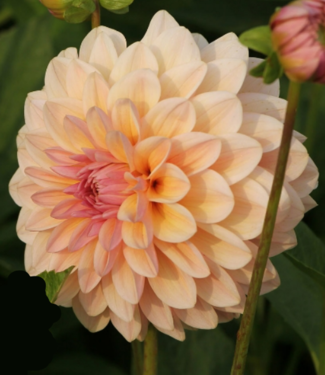 Dahlia Sturm Sweet Maria - Dahlia Store - Exclusive dahlia tubers