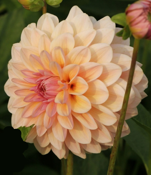 Dahlia Sturm Sweet Maria - Dahlia Store - Exclusive dahlia tubers Dahlia Sturm Sweet Maria - Dahlia Store - Exclusive dahlia tubers