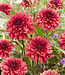 Dahlia Danique