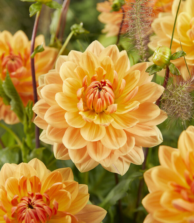Dahlia Rancho