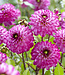Dahlia Romantica