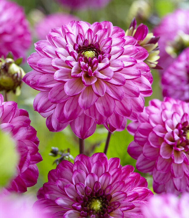 Dahlia Romantica