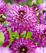 Dahlia Romantica