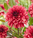 Dahlia Danique