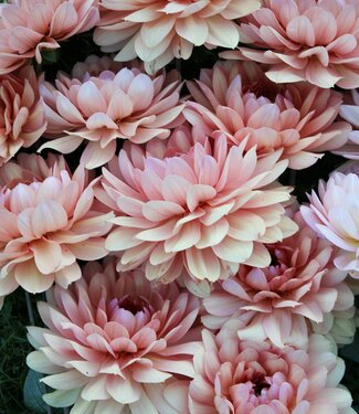 Dahlia Chateau de la Bourdaisiere