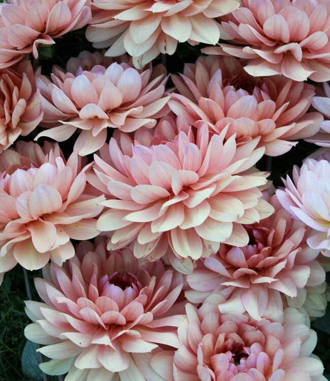 Dahlia Chateau de la Bourdaisiere