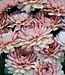 Dahlia Chateau de la Bourdaisiere