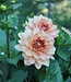 Dahlia Chateau de la Bourdaisiere