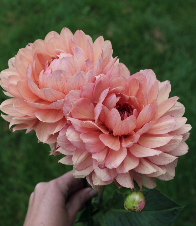 Dahlia Chateau de la Bourdaisiere