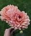 Dahlia Chateau de la Bourdaisiere