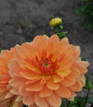 Dahlia Rancho