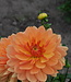 Dahlia Rancho